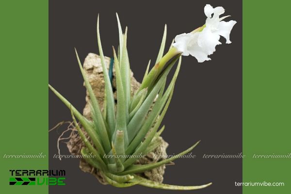 Cây không khí Xiphioides 4 Điều kiện cơ bản để chăm sóc tốt cho cây không khí Xiphioides