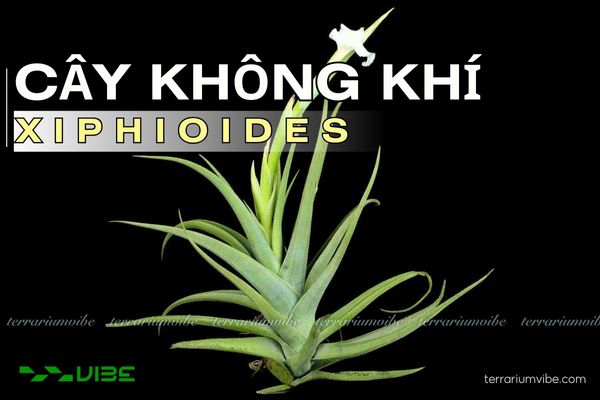 Cây không khí Xiphioides 1 Tìm hiểu đặc điểm hình thái học của cây không khí Xiphioides