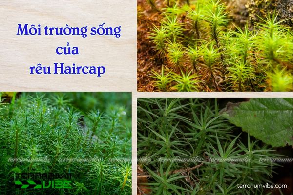 Rêu Haircap 2 Rêu Haircap phát triển mạnh trong môi trường ẩm ướt, râm mát