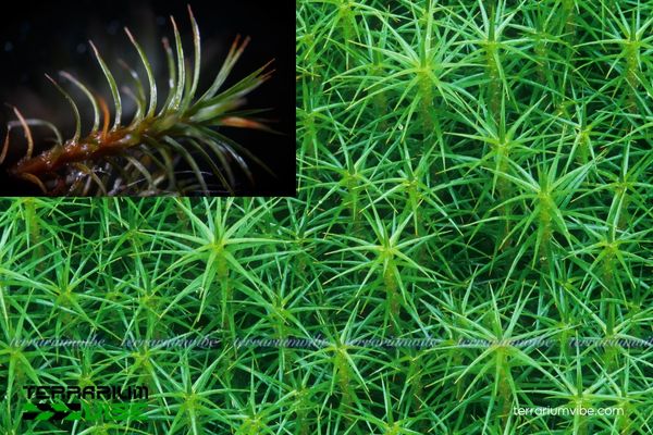 Rêu Haircap 3 Đặc điểm thích nghi của rêu Haircap trong terrarium