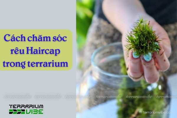 Rêu Haircap 4 Các yếu tố cơ bản giúp chăm sóc tốt rêu Haircap trong terrarium