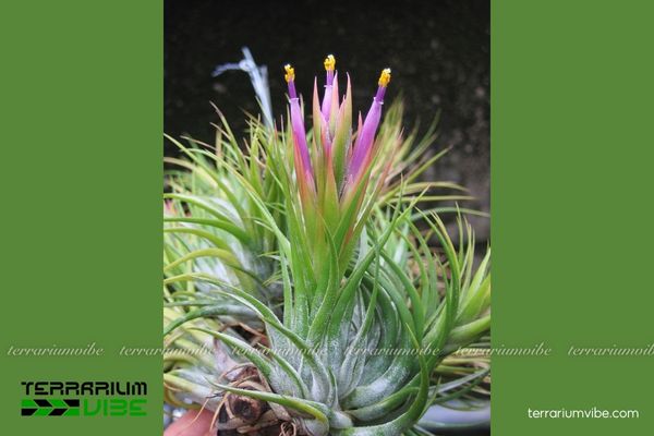 Cây không khí kolbii 2 Đặc tính sinh trưởng của cây không khí kolbii trong môi trường