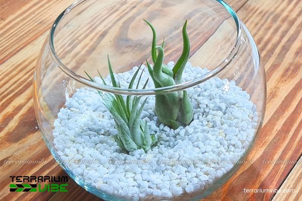 Cây không khí kolbii 3 Set up một bình terrarium kiểu mở là phù hợp cho cây