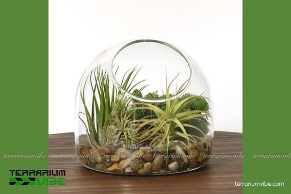 Cây không khí kolbii 4 Một số lưu ý cơ bản cần chú ý để chăm sóc cây tốt