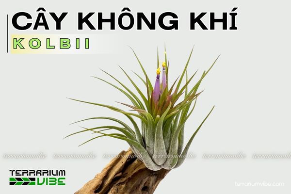 Cây không khí kolbii 1 Đặc điểm hình dáng của cây không khí kolbii