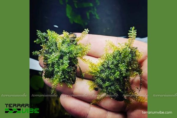 Rêu Cameroon 2 Sinh trưởng nơi ẩm ướt, các dòng sông suối nước ngọt