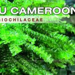 rêu Cameroon