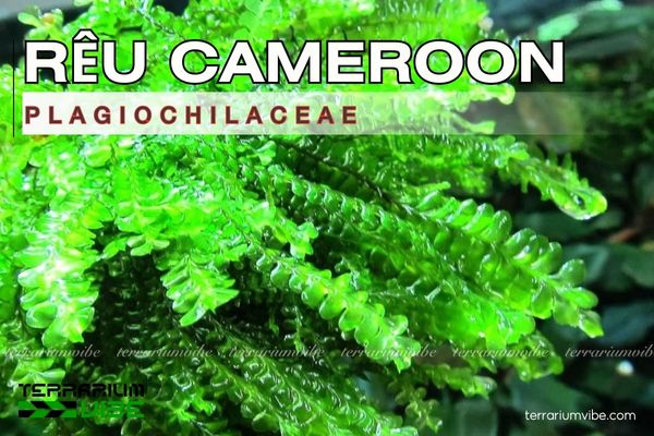 Rêu Cameroon 1 Tìm hiểu hình dáng và đặc điểm sinh học của rêu Cameroon