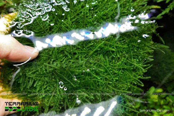 Rêu Christmas 2 Đặc điểm môi trường sống của rêu Christmas