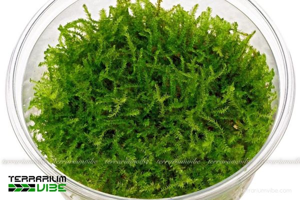 Rêu Christmas 3 Rêu Christmas linh hoạt trong đa dạng kiểu terrarium