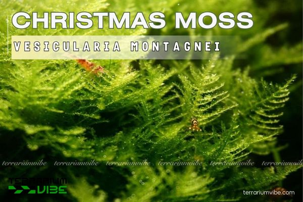 Rêu Christmas 1 Đặc điểm hình thái của rêu Christmas