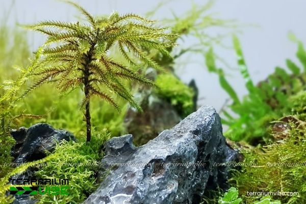 Rêu cọ dừa 3 Terrarium bán mở và kín sẽ thích hợp trồng rêu