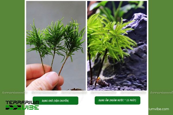 Rêu cọ dừa 4 Điều kiện cần thiết để chăm sóc rêu Cọ Dừa tốt nhất