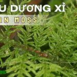 Rêu Dương Xỉ