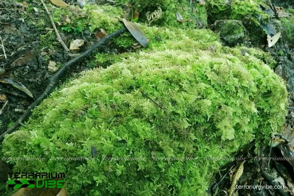 Rêu Dương Xỉ 3 Fern moss phù hợp không gian terrarium kín nhưng vẫn đảm bảo thoáng khí