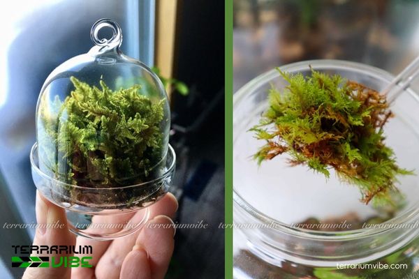 Rêu Dương Xỉ 4 Cách chăm sóc Fern moss phát triển tốt trong terrarium