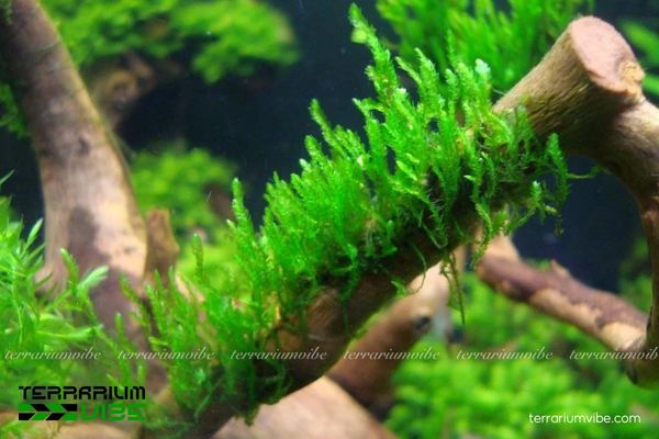 Rêu Flame 4 Điều kiện cần thiết để chăm sóc rêu xanh tốt