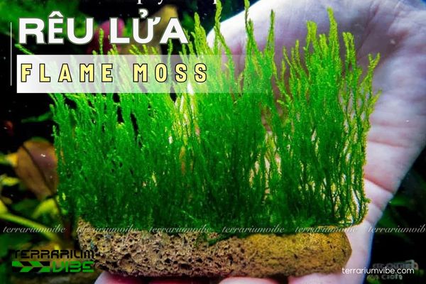 Rêu Flame 1 Tìm hiểu đặc điểm sinh học của rêu Flame