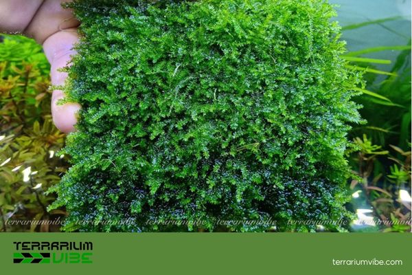 Rêu Mini Taiwan 2 Đặc điểm nơi sinh sống của rêu mini Taiwan