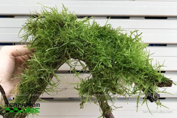 Rêu Mini Taiwan 3 Khả năng thích nghi của rêu trong mô hình terrarium