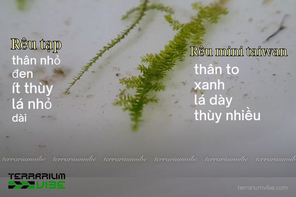 Rêu Mini Taiwan 4 Các yếu tố cần thiết để chăm sóc rêu mini taiwan