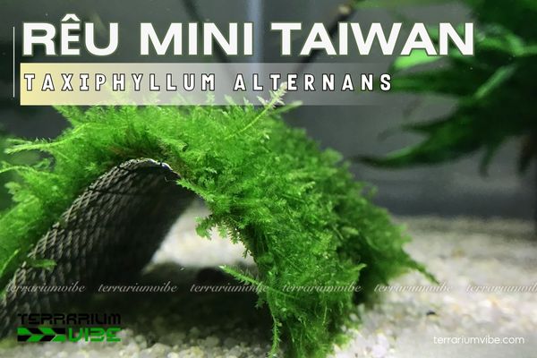Rêu Mini Taiwan 1 Đặc điểm hình thái học của rêu mini taiwan