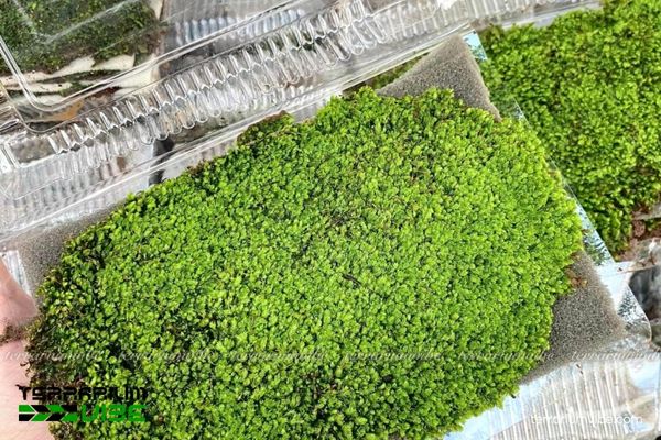 Rêu MiniFiss 3 Đặc tính thích nghi của rêu MiniFiss trong terrarium