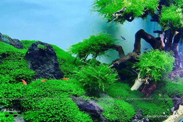 Rêu MiniFiss 4 Những lưu ý chăm sóc rêu MiniFiss trong terrarium