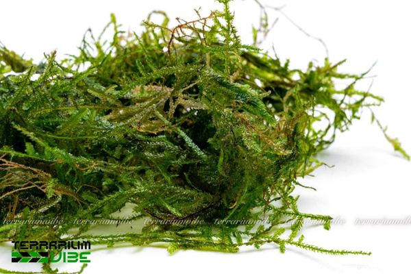 Rêu Peacock 2 Rêu sinh trưởng ở những vùng ẩm ướt như sông suối