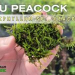 Rêu Peacock