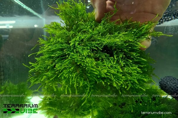 Rêu Peacock 3 Khả năng thích nghi trong đa dạng kiểu terrarium