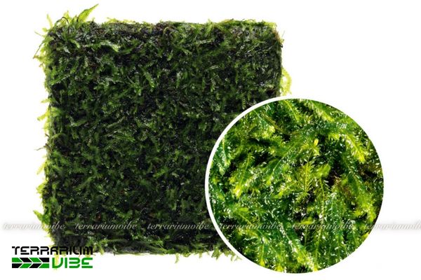 Rêu Peacock 4 Một số yếu tố cần lưu ý khi chăm sóc Peacock Moss trong terrarium