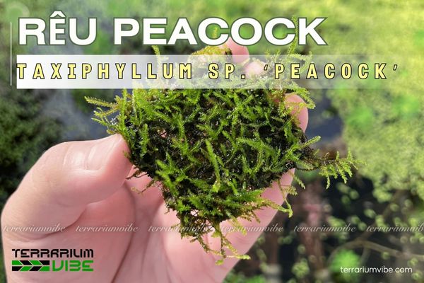 Rêu Peacock 1 Đặc điểm hình thái của rêu Peacock trong môi trường sống