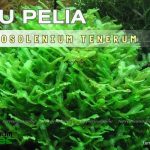 Rêu pelia