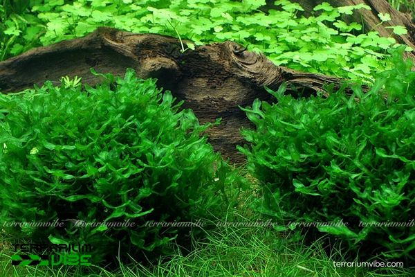 Rêu pelia 3 Rêu Pelia được trồng trong đa dạng kiểu terrarium