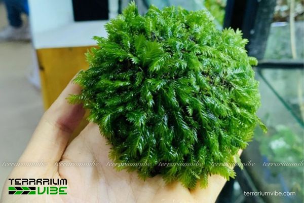 Rêu Phượng Vĩ Đài 2 Đặc điểm môi trường sinh trưởng của rêu Phượng Vĩ Đài