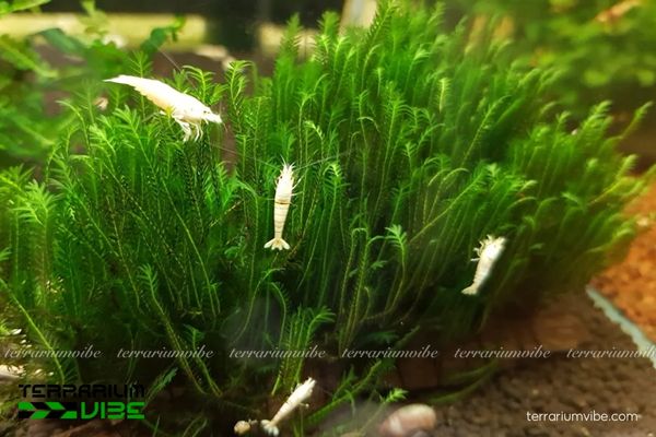 Rêu Phượng Vĩ Đài 3 Loài rêu phù hợp trong đa dạng kiểu bình terrarium