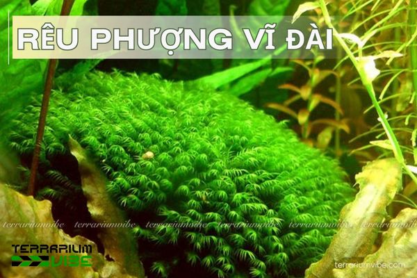 Rêu Phượng Vĩ Đài 1 Đặc điểm hình thái của rêu Phượng Vĩ Đài