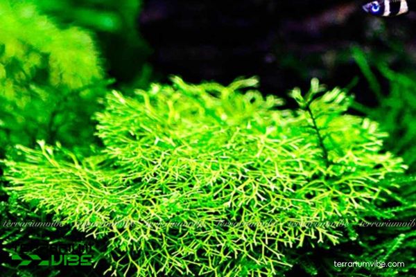 Rêu Riccia 2 Đặc tính sinh sống trong môi trường tự nhiên của rêu Riccia