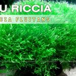 Rêu Riccia