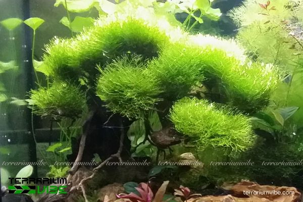 Rêu Riccia 3 Riccia Moss khá lý tưởng khi trồng trong bình terrarium