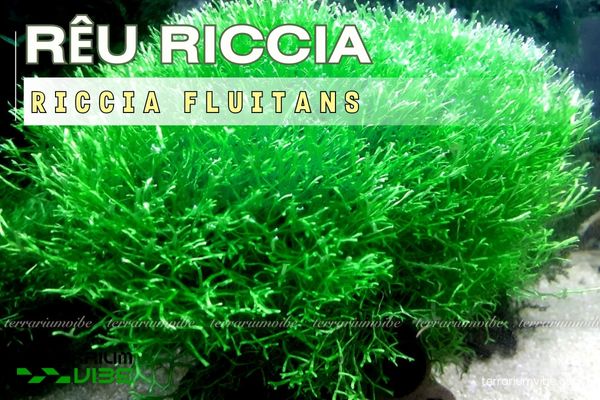 Rêu Riccia 1 Tìm hiểu về hình dáng độc đáo của rêu Riccia
