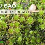 Rêu Sao
