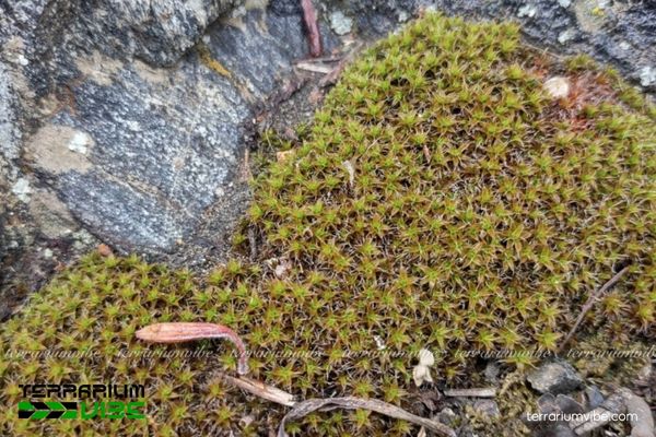 Rêu Sao 3 Rêu sao thích hợp trồng trong mô hình terrarium