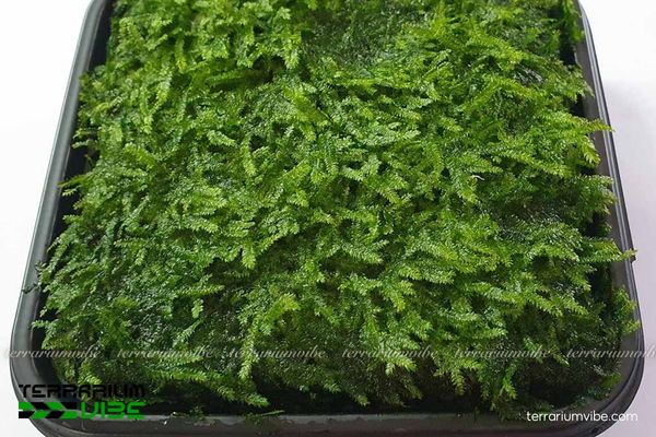 Rêu Spiky 2 Đặc tính thích nghi của rêu Spiky trong bình terrarium