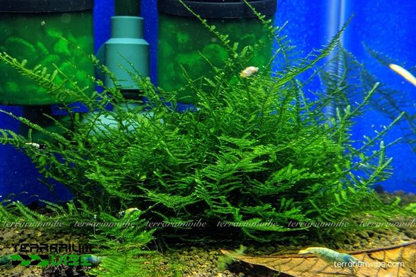 Rêu Spiky 4 Điều kiện cần thiết cần chú ý khi chăm sóc rêu Spiky