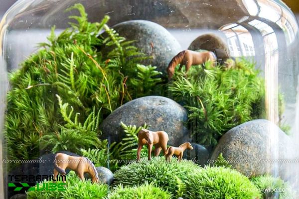 Rêu spiny 4 Hướng dẫn cách chăm sóc rêu Spiny trong terrarium