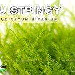 Rêu Stringy