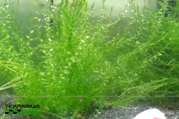 Rêu Stringy 3 Rêu Stringy có khả năng thích nghi tốt trong các kiểu bình kín