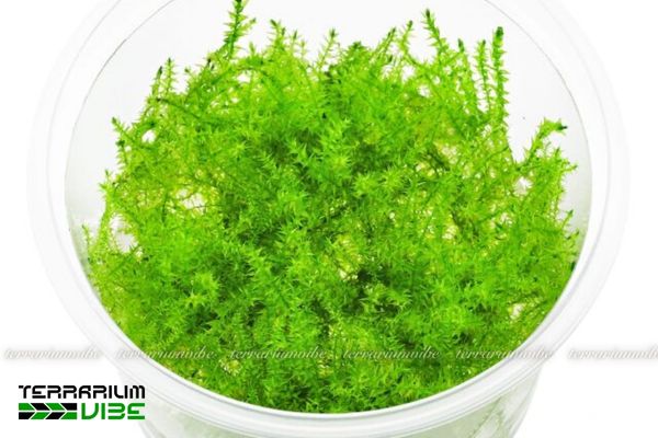 Rêu Stringy 4 Cách chăm sóc rêu Stringyphát triển tốt trong bình terrarium